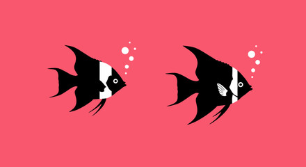 Two striking black and white angelfish swimming gracefully in vibrant coral waters