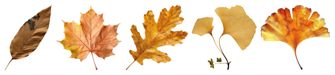 Fototapeta premium PNG Autumn leaves collection illustration, element set on transparent background