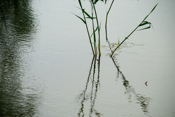reed in the water