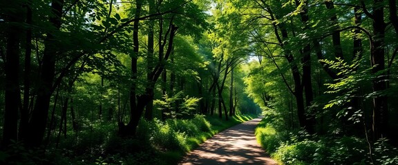 Fototapeta premium Sun-dappled forest path, lush green foliage, dappled light, environment, visual