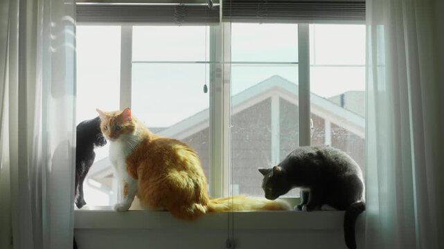 Three domestic cats on a window ledge, one partly hidden behind a white curtain.