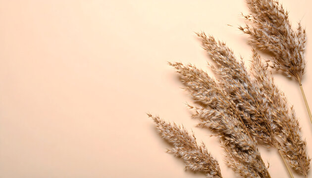 Close-up of several dry pampas grass stems arranged on a light beige background, creating a natural and minimalist aesthetic. - Powered by Adobe