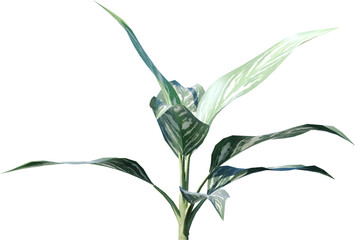 plant, isolated, green, leaf, white, bamboo, nature, herb, leaves, rosemary, branch, tree, fresh, food, growth, stem, flower, floral, spice, foliage, macro, ingredient, herbal, grass, spring