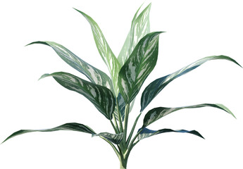 plant, isolated, green, leaf, white, bamboo, nature, herb, leaves, rosemary, branch, tree, fresh, food, growth, stem, flower, floral, spice, foliage, macro, ingredient, herbal, grass, spring