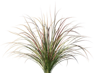 isolated, green, plant, dill, herb, white, food, fresh, leaf, nature, branch, grass, fennel, spice, ingredient, vegetable, healthy, tree, pine, natural, closeup, twig, agriculture, organic, field