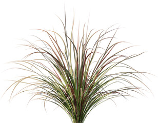 isolated, green, plant, dill, herb, white, food, fresh, leaf, nature, branch, grass, fennel, spice, ingredient, vegetable, healthy, tree, pine, natural, closeup, twig, agriculture, organic, field