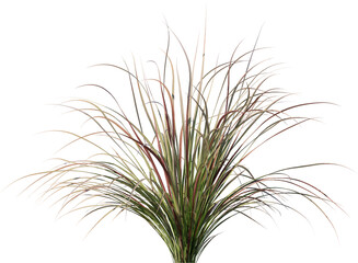 isolated, green, plant, dill, herb, white, food, fresh, leaf, nature, branch, grass, fennel, spice, ingredient, vegetable, healthy, tree, pine, natural, closeup, twig, agriculture, organic, field