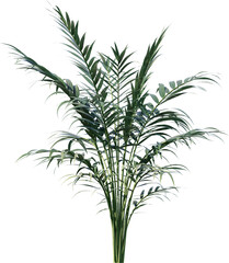 Obraz premium plant, leaf, isolated, rosemary, herb, nature, branch, tree, white, food, leaves, fresh, spice, herbal, ingredient, vector, twig, tropical, grass, dill, summer, bamboo, botany, palm, bush