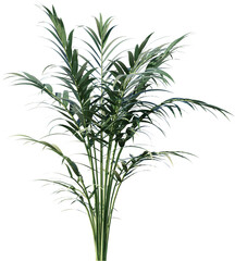 plant, leaf, isolated, rosemary, herb, nature, branch, tree, white, food, leaves, fresh, spice, herbal, ingredient, vector, twig, tropical, grass, dill, summer, bamboo, botany, palm, bush