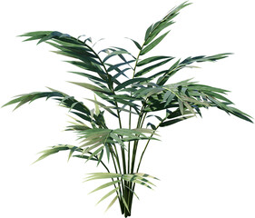 Obraz premium plant, leaf, isolated, rosemary, herb, nature, branch, tree, white, food, leaves, fresh, spice, herbal, ingredient, vector, twig, tropical, grass, dill, summer, bamboo, botany, palm, bush