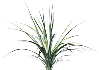 isolated, plant, leaf, green, nature, white, bamboo, tree, branch, grass, leaves, herb, rosemary, flower, flora, vector, fresh, growth, white background, stem, foliage, summer, tropical, beauty, flora