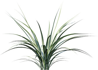 isolated, plant, leaf, green, nature, white, bamboo, tree, branch, grass, leaves, herb, rosemary, flower, flora, vector, fresh, growth, white background, stem, foliage, summer, tropical, beauty, flora