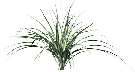 isolated, plant, leaf, green, nature, white, bamboo, tree, branch, grass, leaves, herb, rosemary, flower, flora, vector, fresh, growth, white background, stem, foliage, summer, tropical, beauty, flora