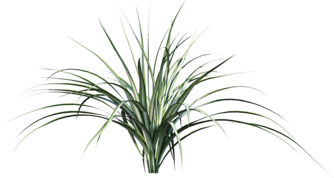 isolated, plant, leaf, green, nature, white, bamboo, tree, branch, grass, leaves, herb, rosemary, flower, flora, vector, fresh, growth, white background, stem, foliage, summer, tropical, beauty, flora