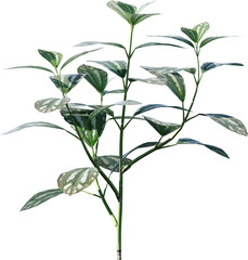 leaf, plant, herb, nature, basil, leaves, isolated, mint, food, fresh, tree, branch, spice, ingredient, white, aromatic, peppermint, foliage, herbal, garden, closeup, green, natural, freshness