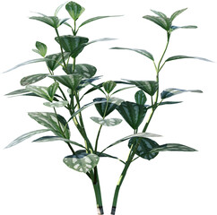 leaf, plant, herb, nature, basil, leaves, isolated, mint, food, fresh, tree, branch, spice, ingredient, white, aromatic, peppermint, foliage, herbal, garden, closeup, green, natural, freshness