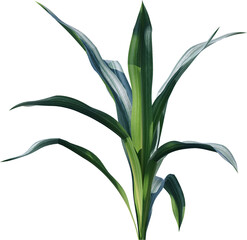 leaf, plant, nature, flower, leaves, isolated, branch, tree, vector, spring, flora, olive, macro, illustration, summer, floral, botany, closeup, herbal, green, decoration, herb, close-up, garden,