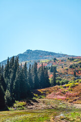Autumn Mountain Landscape with pine trees .Vitosha Mountain ,Bulgaria