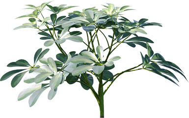 leaf, plant, nature, isolated, tree, branch, leaves, flower, white, herb, foliage, fresh, sage, food, flora, spring, stem, green, natural, olive, garden, summer, growth, vector, twig