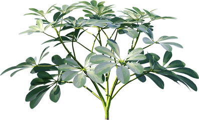 leaf, plant, nature, isolated, tree, branch, leaves, flower, white, herb, foliage, fresh, sage, food, flora, spring, stem, green, natural, olive, garden, summer, growth, vector, twig