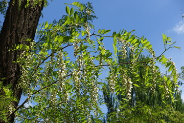 Fair blue sky and blossoming branches of black locust tree in May