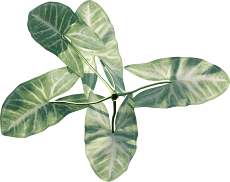 plant, leaf, isolated, green, nature, white, flower, branch, growth, tree, sprout, herb, leaves, spring, stem, fresh, foliage, flora, food, closeup, growing, object, seedling, natural