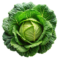 Obraz premium Fresh Green Cabbage Head on Black Background