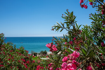 View of the sea through some oleander bushes with pink flowers