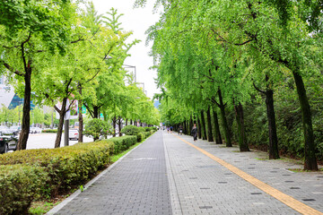 A tree-lined walkway in Seoul, South Korea, with people walking along the peaceful street under lush green foliage