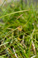 Large yellow sedge flower - Latin name - Carex flava