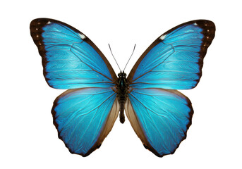 Vibrant blue morpho butterfly with fully spread iridescent blue wings and dark patterns, macro on transparent background with copy space, concept of natural beauty and precision
