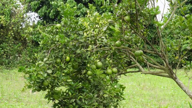 Star gooseberry tree laden with green fruits in orchard