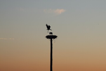 Storch im Anflug auf das Nest