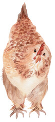 Watercolor illustration of a colorful red-brown chicken.  Perfect for farm scenes, markets, children’s books, and pastoral artwork.
