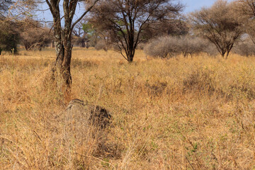 Common warthog (Phacochoerus africanus) in savanna in Tarangire national park, Tanzania