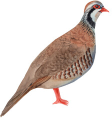 Watercolor illustration of a partridge bird, painted in soft natural tones with delicate details. Perfect for Christmas designs, “The Twelve Days of Christmas” theme, greeting cards, seasonal decor