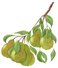 Watercolor illustration of ripe pears on a branch with green leaves. Perfect for prints, greeting cards, kitchen decor, recipe books, and seasonal design projects.