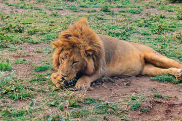Lion (Panthera leo) lying on grass in savannah in Serengeti National Park, Tanzania