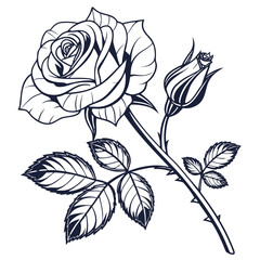 black rose vector illustration