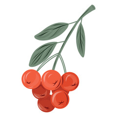 Obraz premium Rowan Berry Branch, Rowan Berries Illustration, Berry Vector