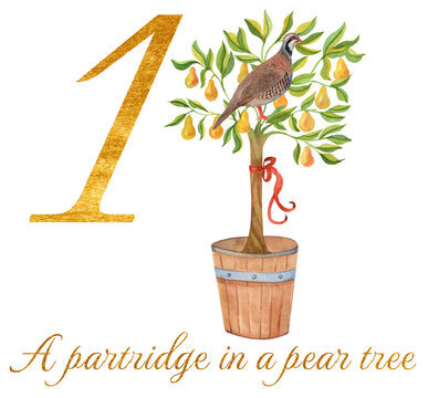 Watercolor illustration of a golden number 1 with a partridge in a pear tree and text, inspired by The 12 Days of Christmas. Festive holiday artwork for cards and prints.