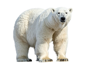 Fototapeta premium Polar Bear Standing on Ice PNG Transparent Background