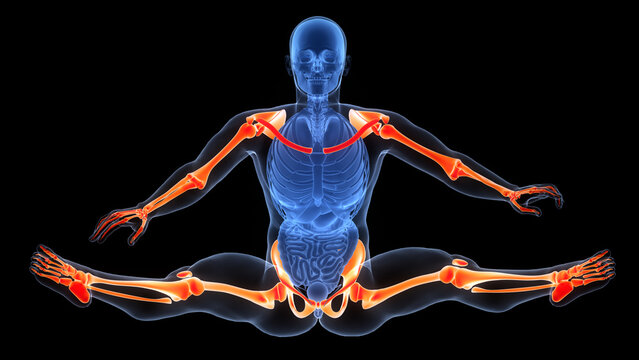 Human Skeleton System Appendicular Skeleton Bone Joints Anatomy