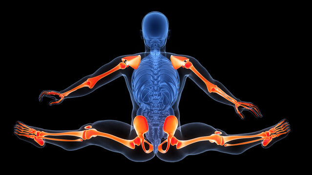 Human Skeleton System Appendicular Skeleton Bone Joints Anatomy