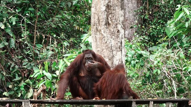 Female Borneon orangutan Pongo pygmaeus drinking milk at the feeding point with her child. Tanjung Puting National park, Indonesia