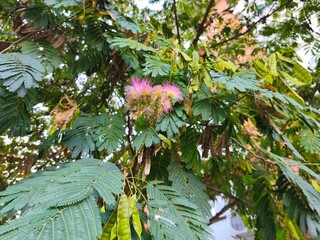 Pink Silk Tree Flower (Albizia julibrissin) with Green Leaves