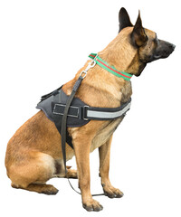 Malinois belgian shepherd guard the border. The border troops demonstrate the dog's ability to...