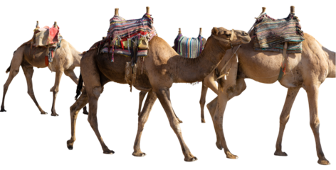 Dromedar camel in the background sands of hot desert, Egypt, Sinai