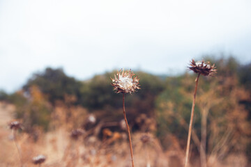 Field of Dry Thistles with Forest in Background