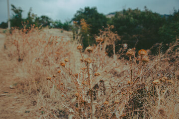 Field of Dry Thistles with Forest in Background